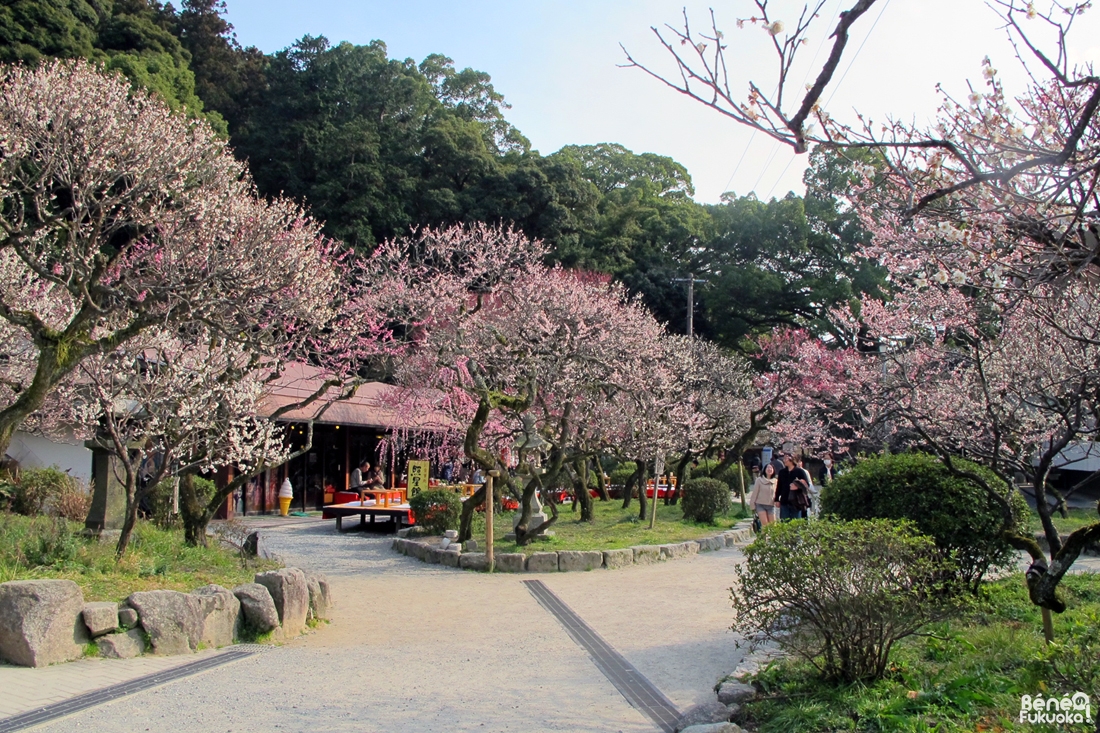 Pruniers en fleur à Dazaifu, Fukuoka