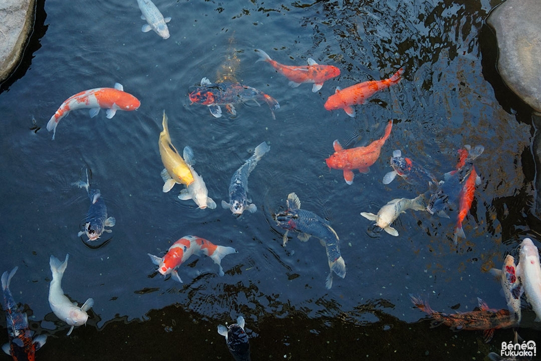 Carpes au temple de Confucius, Nagasaki