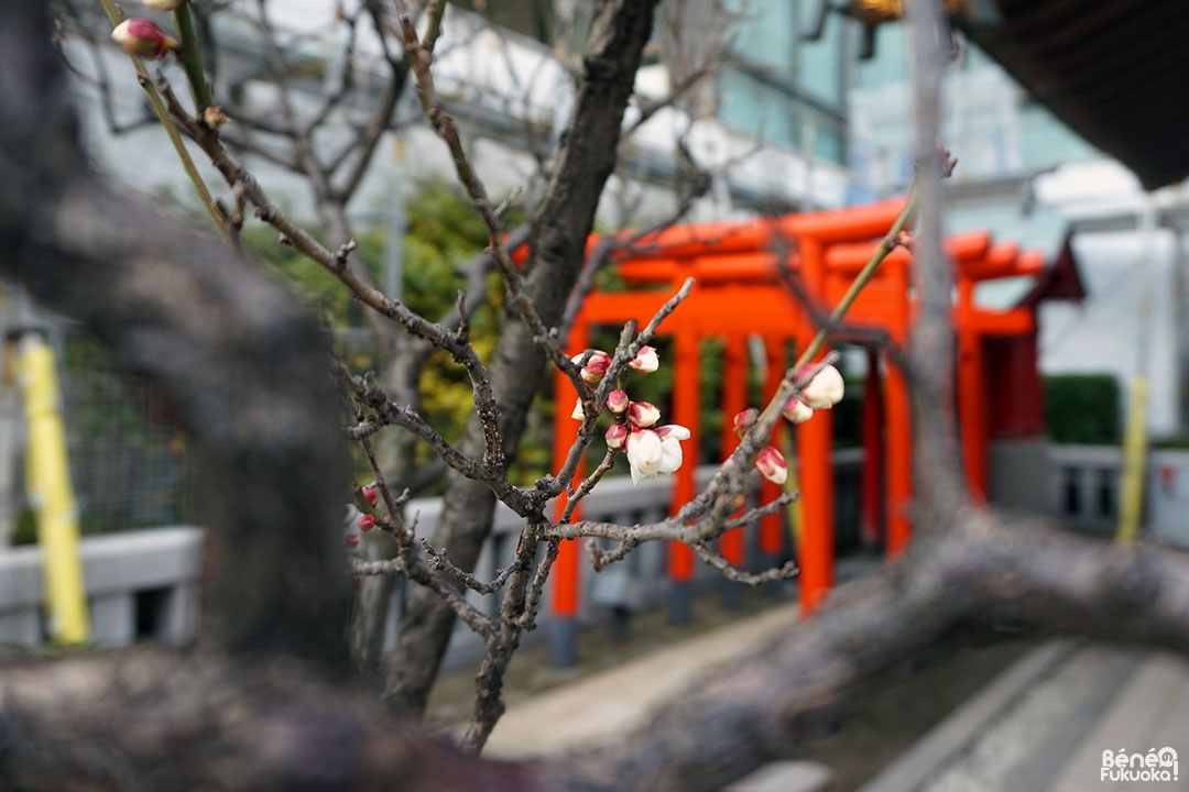 Pruniers au Sanctuaire Kagami Tenmangû, Fukuoka