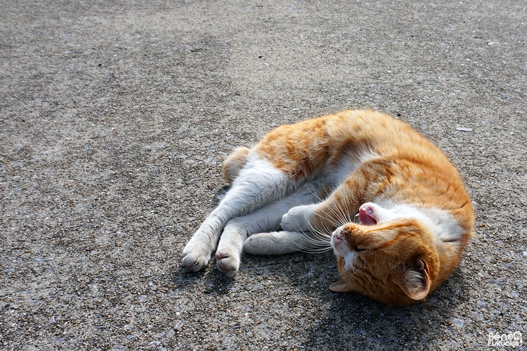 Un des chats de Genkaijima, Fukuoka