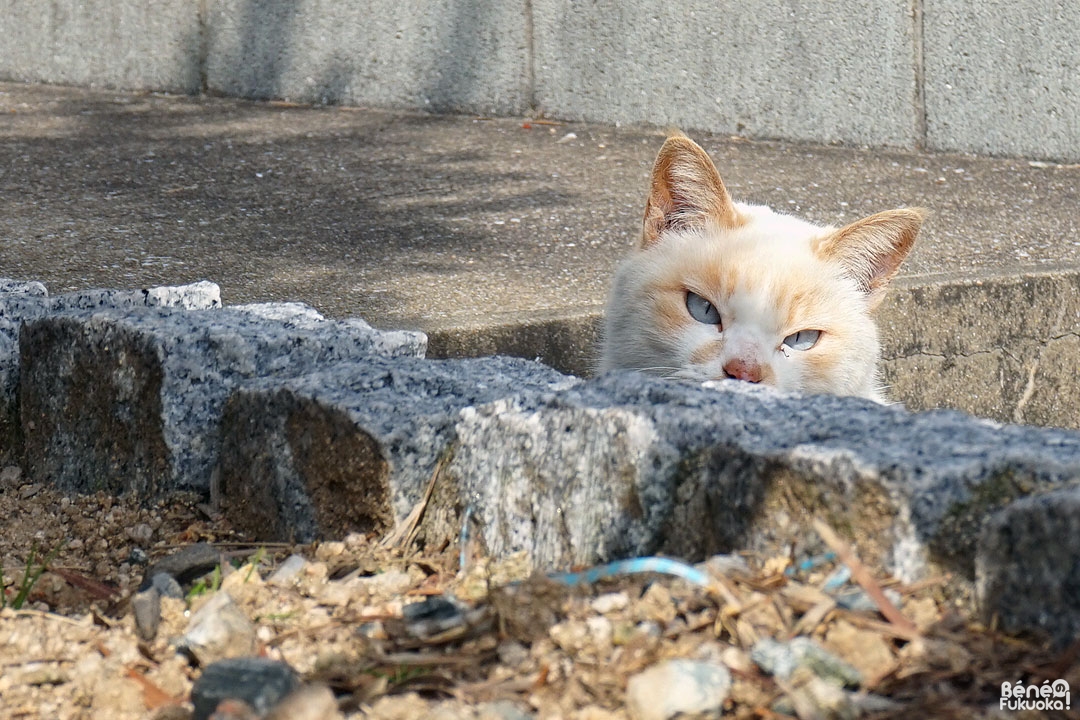 Chat à Genkaijima, Fukuoka