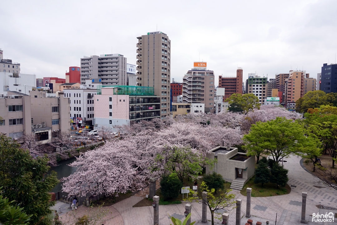 Les cerisiers du parc Tenjin-Chûô, Fukuoka