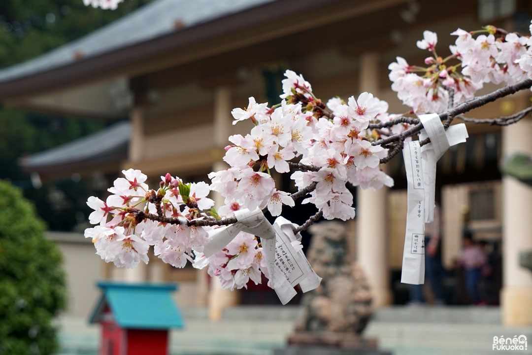Les cerisiers au sanctuaire Terumo, Fukuoka