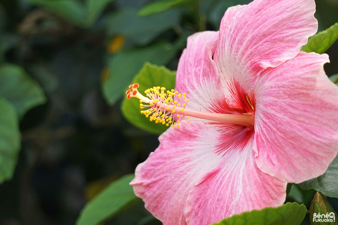 Hibiscus, Utopia Farm, Miyakojima, Okinawa