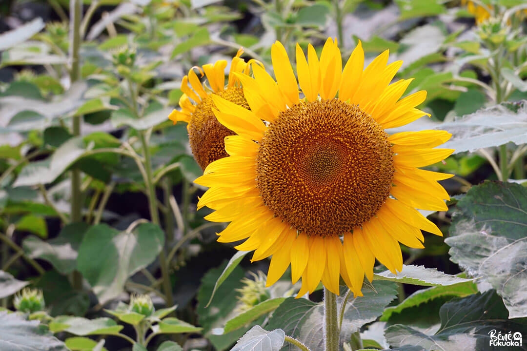 Le jardin de tournesols à Yanagawa