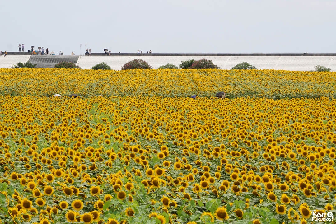 Le jardin de tournesols à Yanagawa