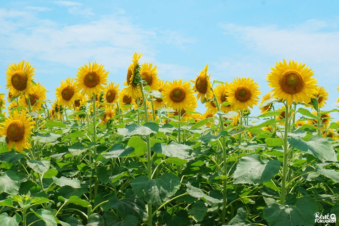 Le jardin de tournesols à Yanagawa