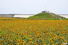 Le jardin de tournesols à Yanagawa