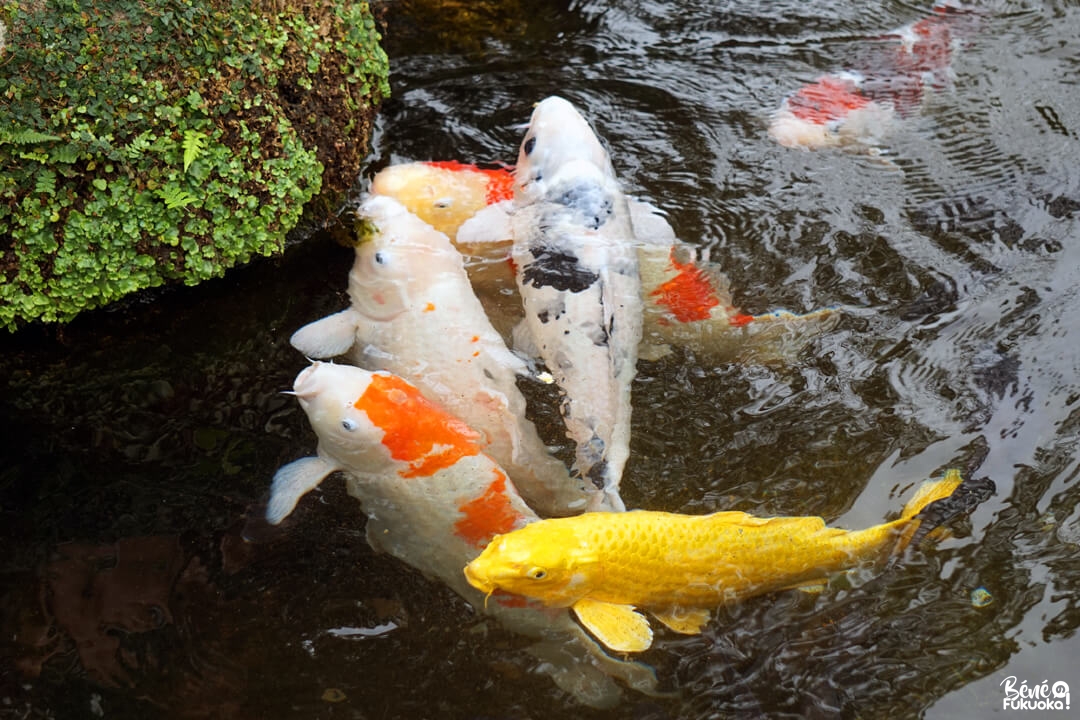 Carpes au sanctuaire Dazaifu Tenman-gû, Fukuoka