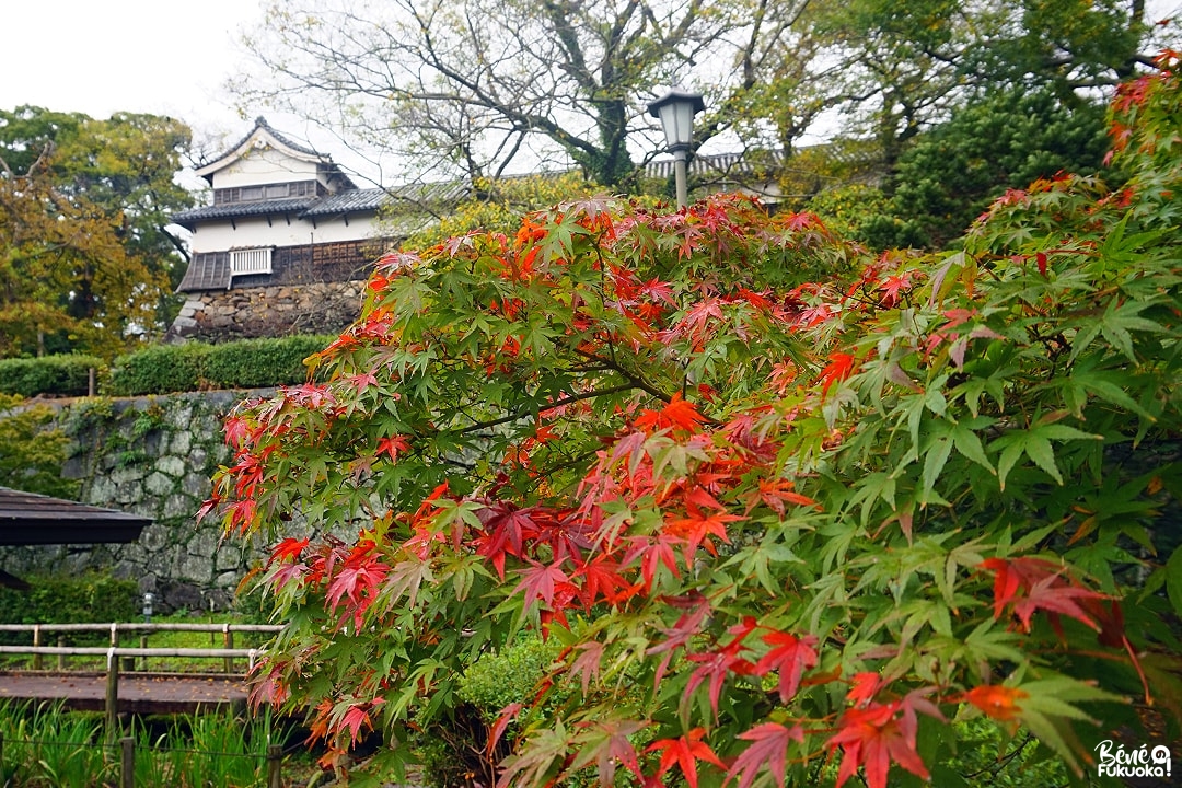 Érables au parc Maizuru de Fukuoka