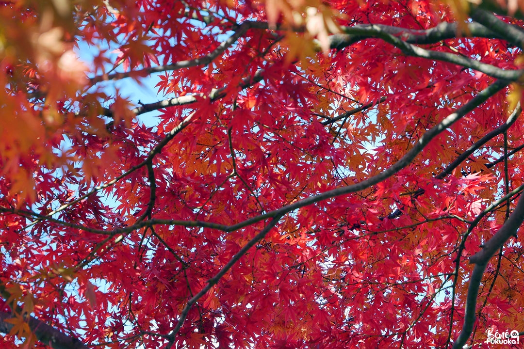 Erables rouges à Dazaifu