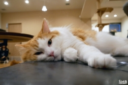 Cat Cafe OBC, un adorable café à chats à Fukuoka