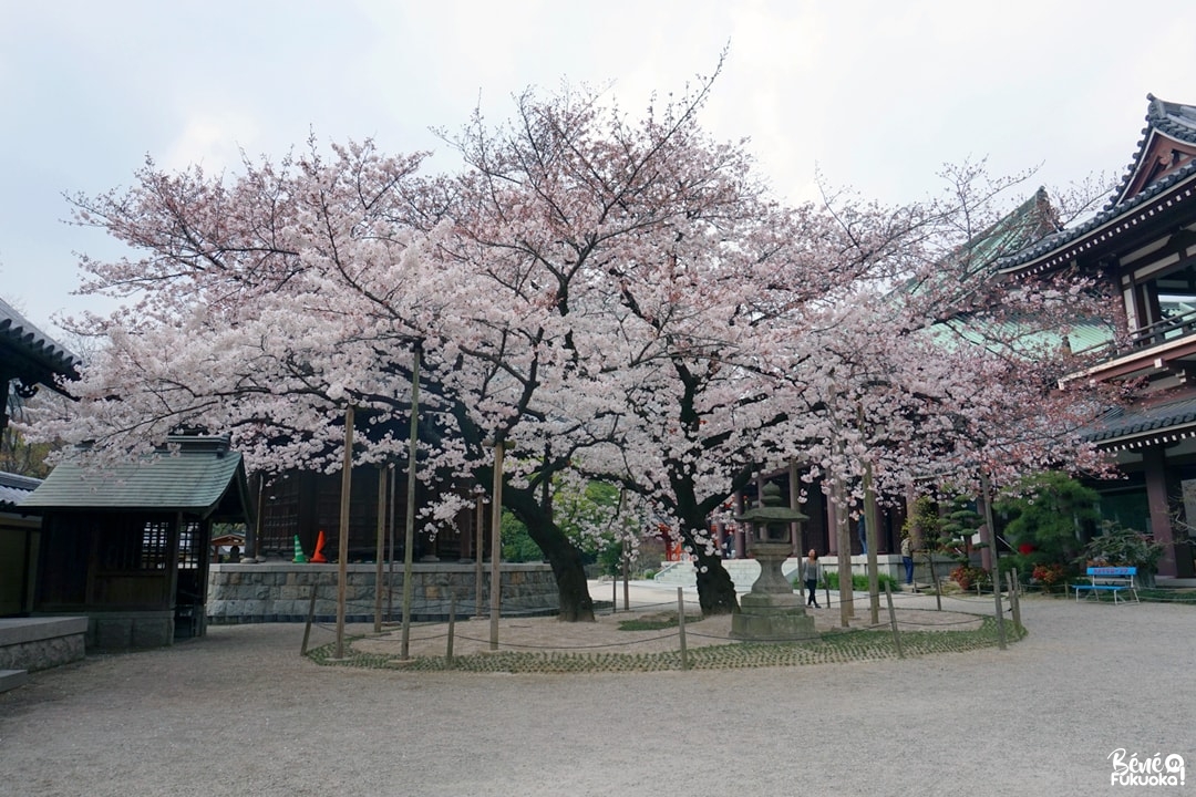 Le cerisier du temple Tôchô-ji, Fukuoka