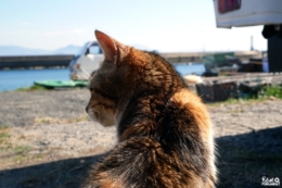 Ainoshima, l'île aux chats de Fukuoka
