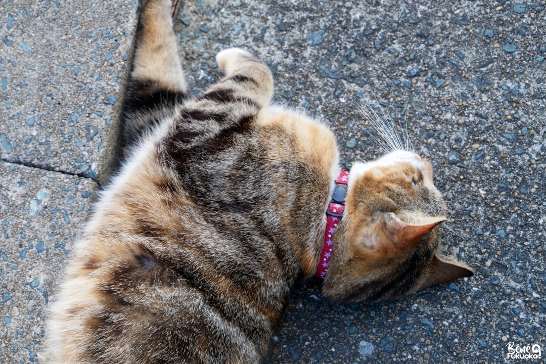 Ainoshima, l' île aux chats de Fukuoka