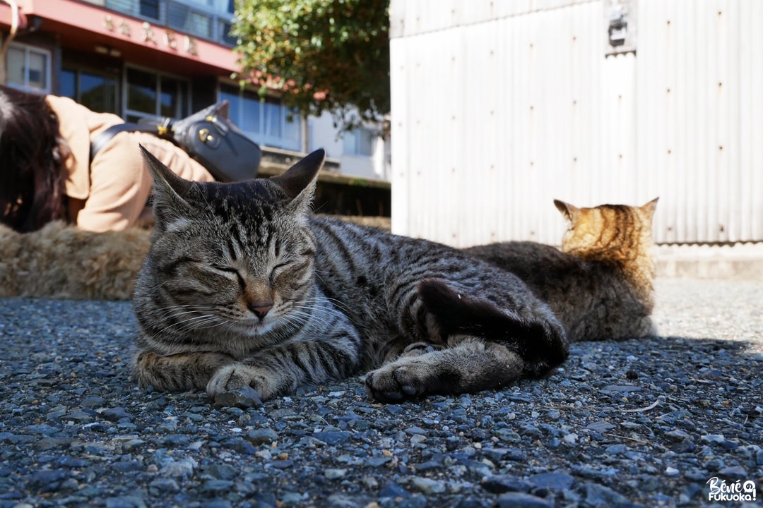 Ainoshima, l' île aux chats de Fukuoka