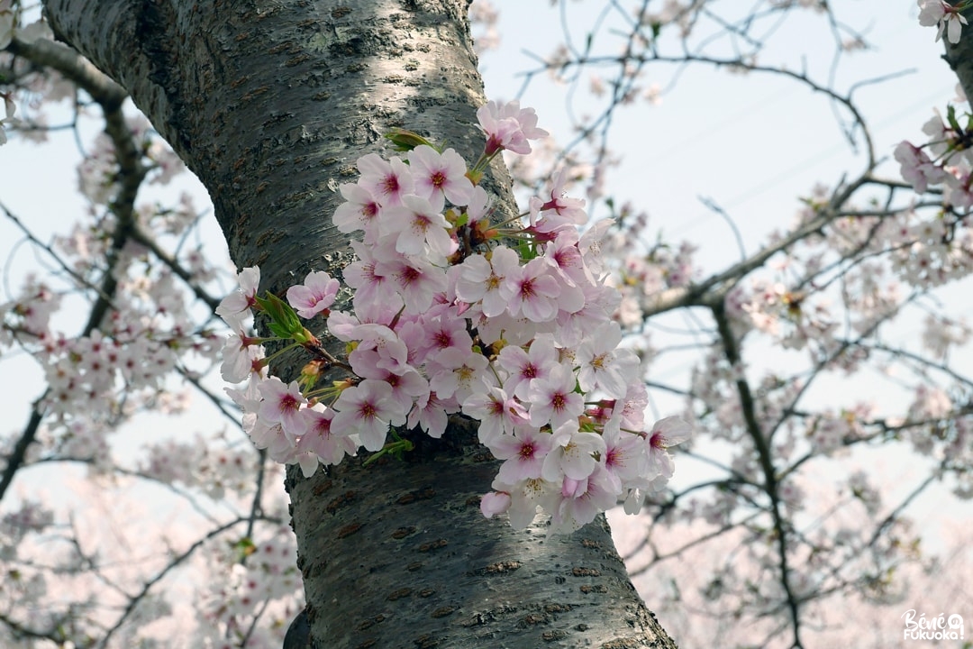 Cerisiers au bord de la rivière Zuibai-ji à Itoshima, préfecture de Fukuoka