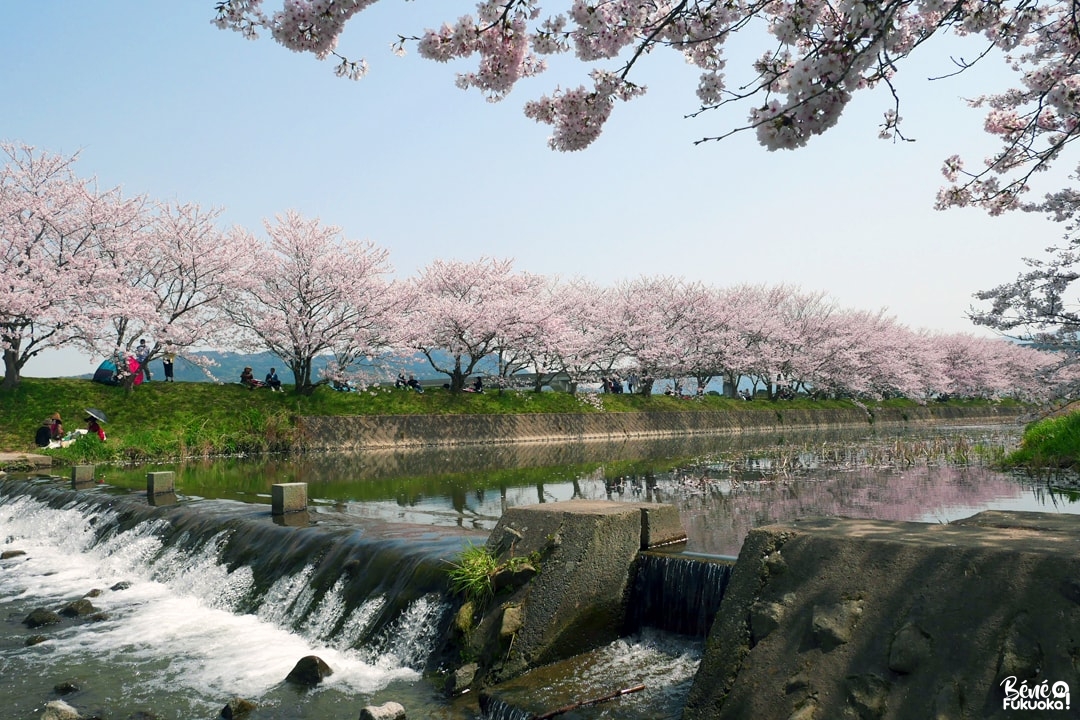 Cerisiers au bord de la rivière Zuibai-ji à Itoshima, préfecture de Fukuoka