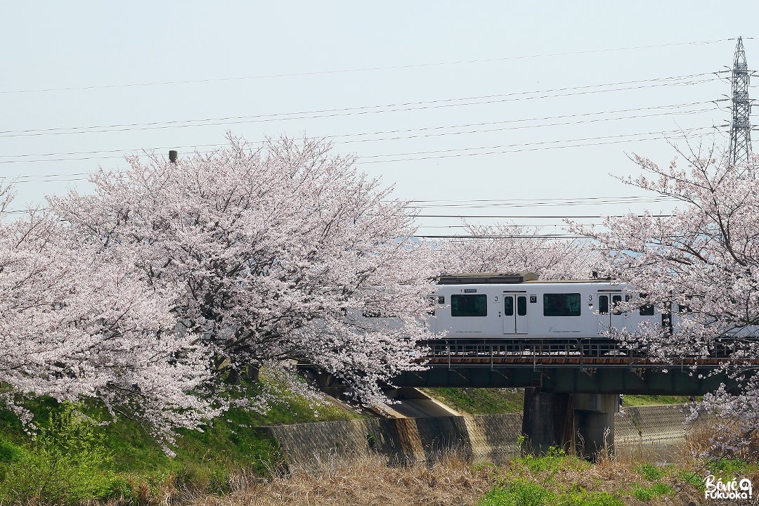 Cerisiers au bord de la rivière Zuibai-ji à Itoshima, préfecture de Fukuoka