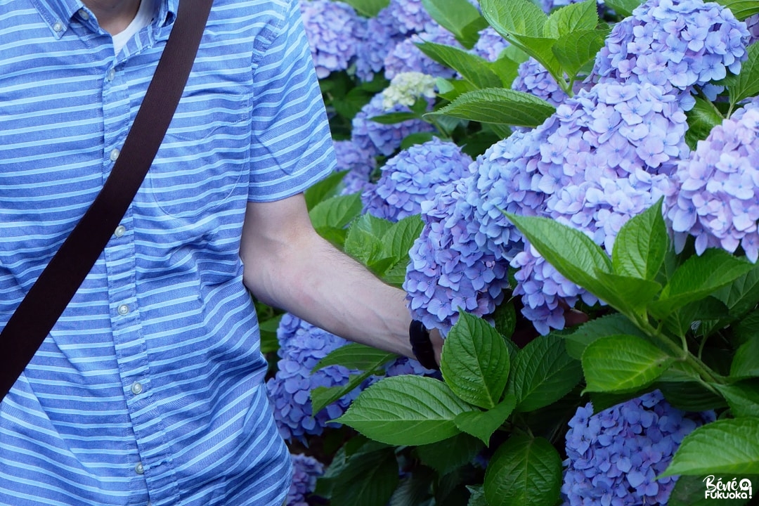 Les hortensias du temple Dainichi-ji à Itoshima, Fukuoka