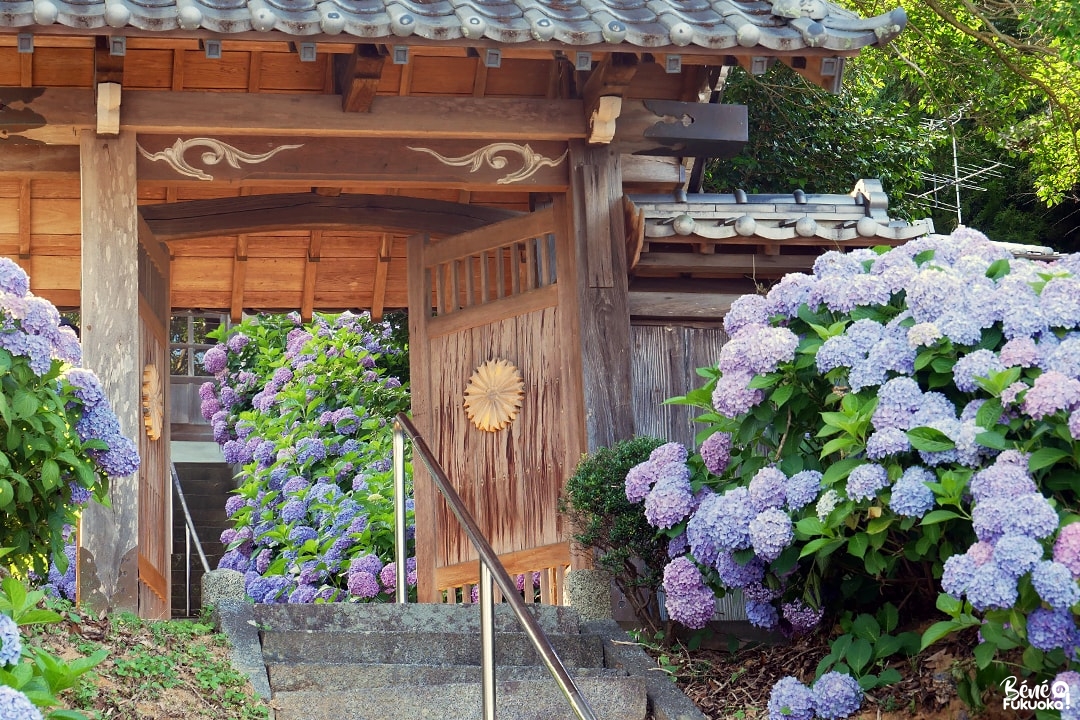 Dainichi-ji, temple des hortensias à Itoshima, Fukuoka