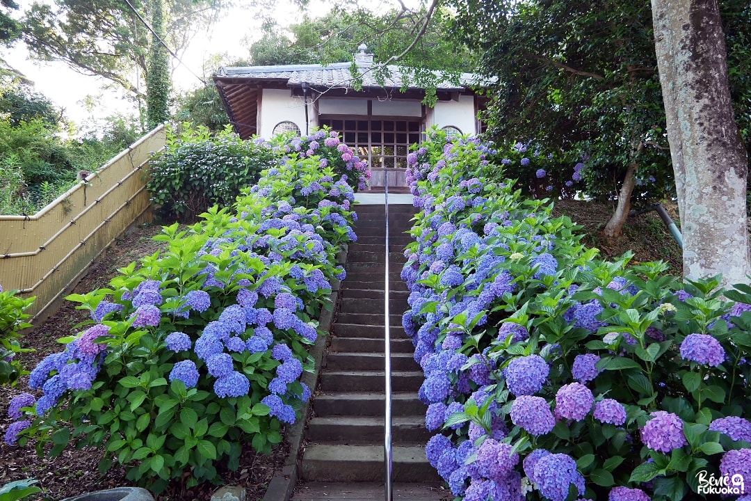 Dainichi-ji, temple des hortensias à Itoshima, Fukuoka