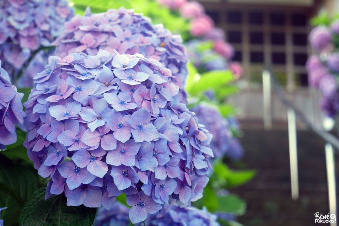 Les hortensias du temple Dainichi-ji à Itoshima, Fukuoka