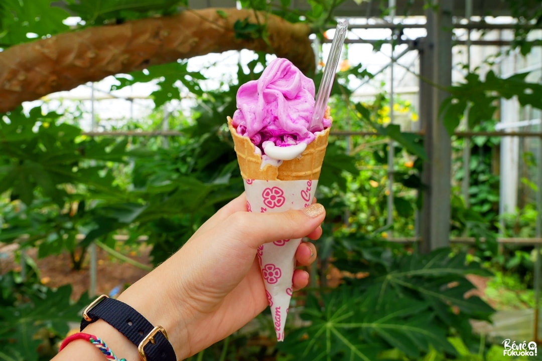 Glace au fruit du dragon, Utopia Farm, Miyakojima
