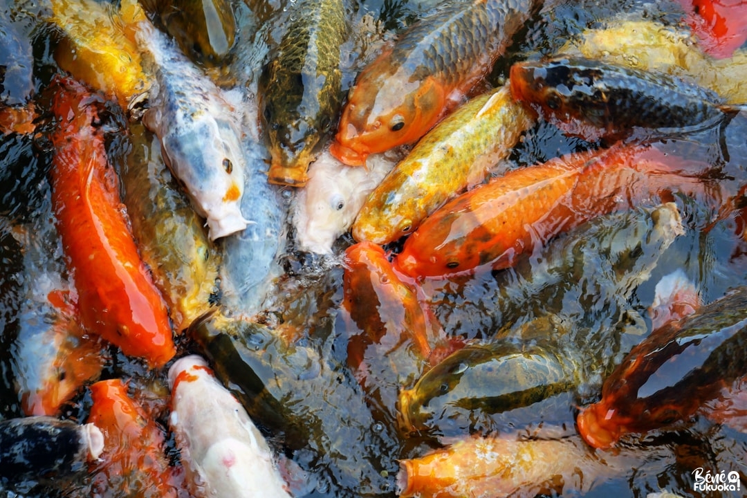 Les carpes du jardin Yusentei, Fukuoka