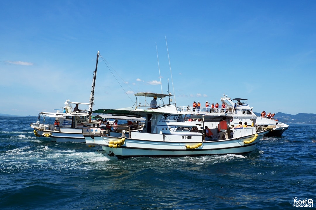 Les bateaux de croisière de dauphins; Amakusa, Kumamoto