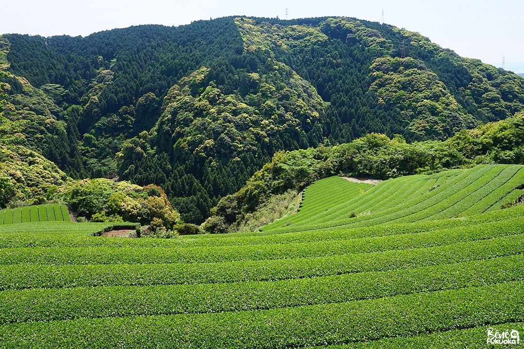 Champs de thé à Higashi-Sonogi, Nagasaki