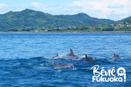 [Amakusa] Croisière à la rencontre des dauphins