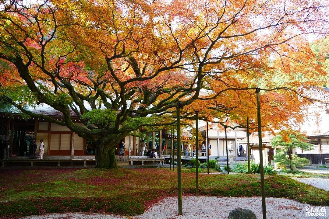 Grand érable du temple Raizan Sennyoji Daihiô-in, ville d'Itoshima, Fukuoka