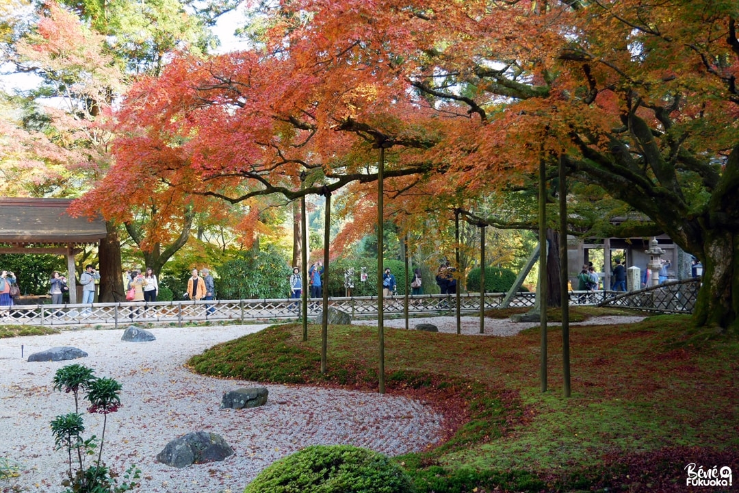 Grand érable du temple Raizan Sennyoji Daihiô-in, ville d'Itoshima, Fukuoka