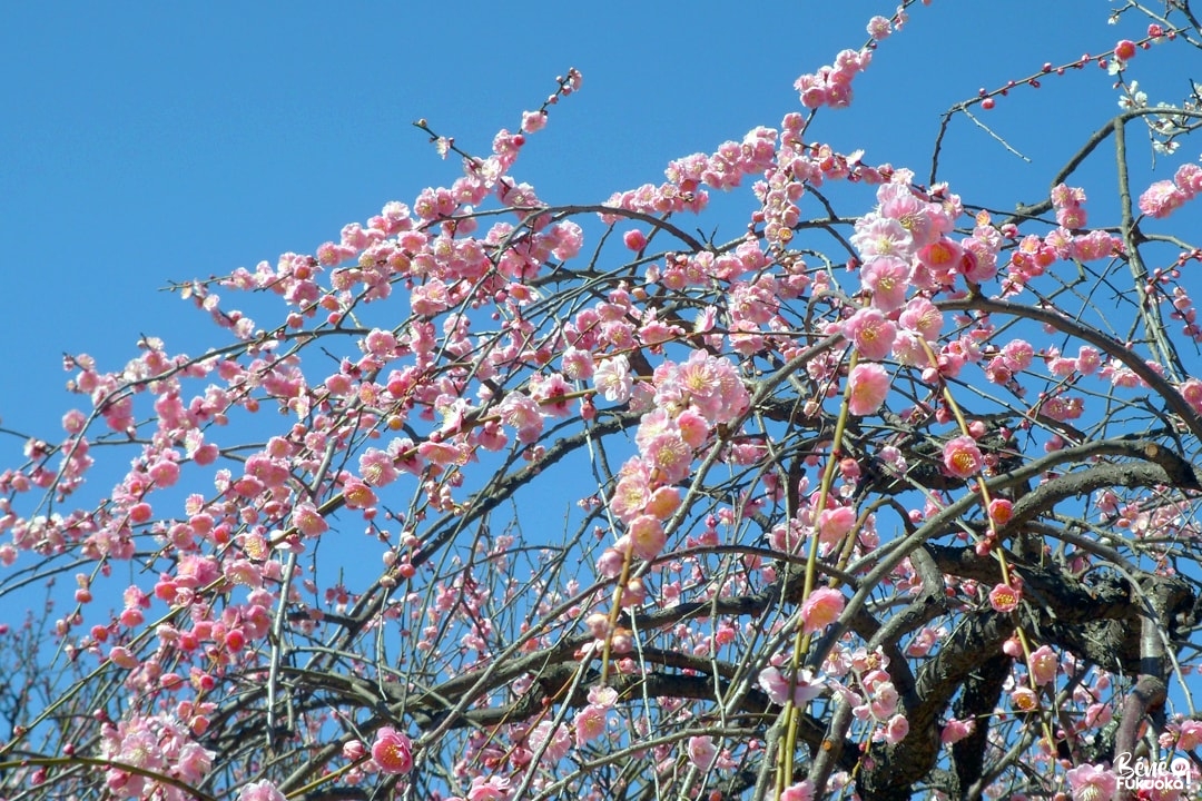 Prunier du temple Bairin-ji, ville de Kurume, Fukuoka