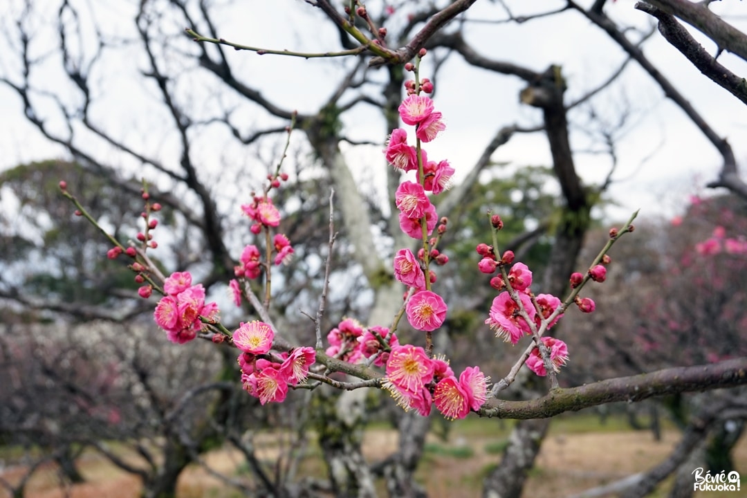 Les pruniers du parc Kofuji Bairin, ville de Yame, Fukuoka