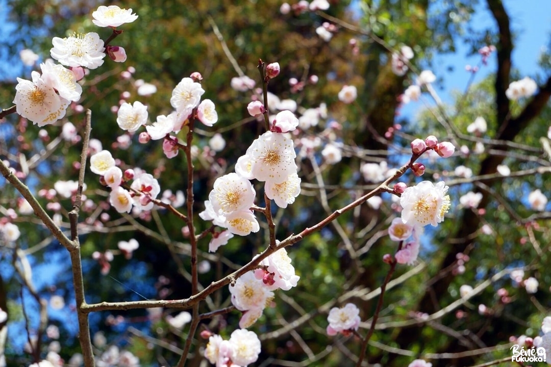 Les pruniers du parc Yume Tachibana, ville de Yame, Fukuoka