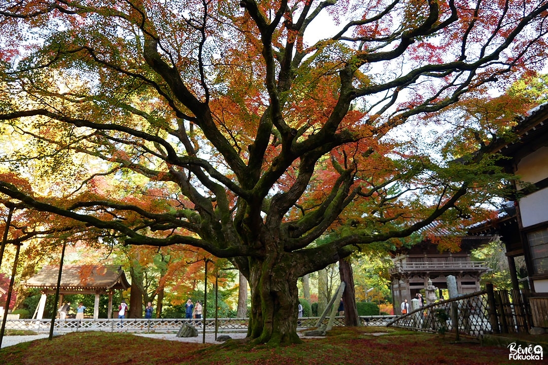 Grand érable du temple Raizan Sennyoji Daihiô-in, ville d'Itoshima, Fukuoka