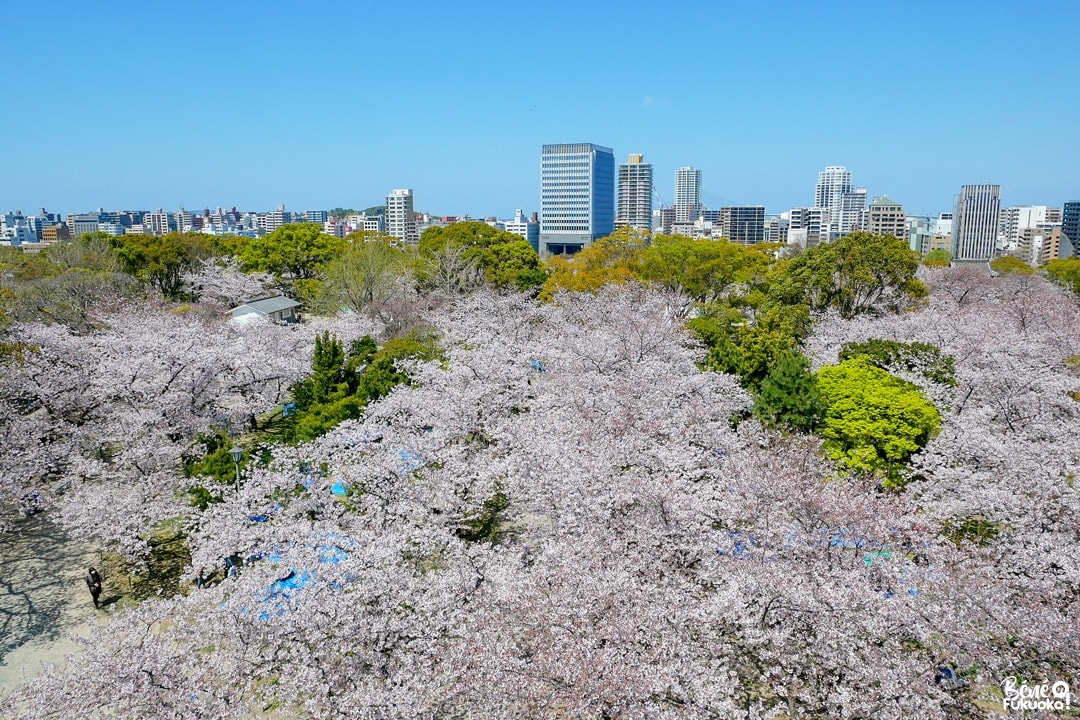 Mer de cerisiers au parc Maizuru de Fukuoka