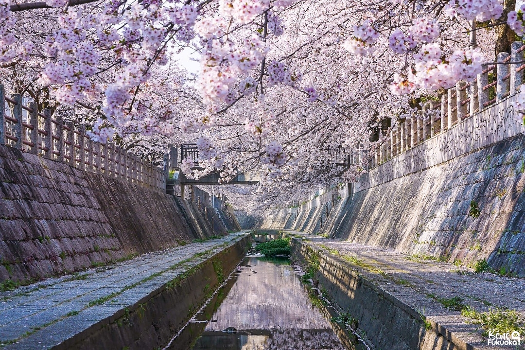 Fukuoka : mon coin secret à cerisiers