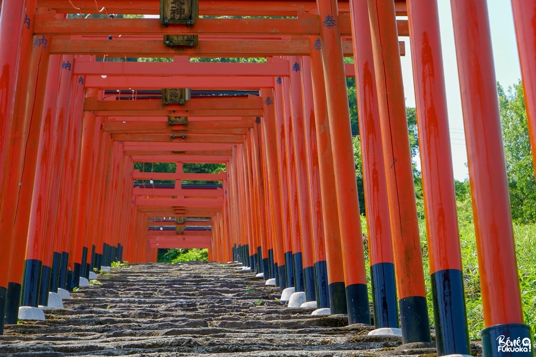 L'allée de torii du sanctuaire Ukiha Inari, ville d'Ukiha, préfecture de Fukuoka