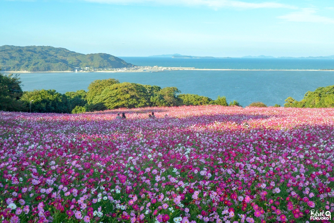 Cosmos au parc de l'île Nokonoshima, Fukuoka