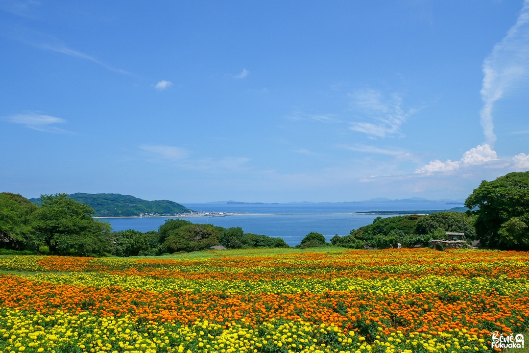 L'île Nokonoshima à Fukuoka