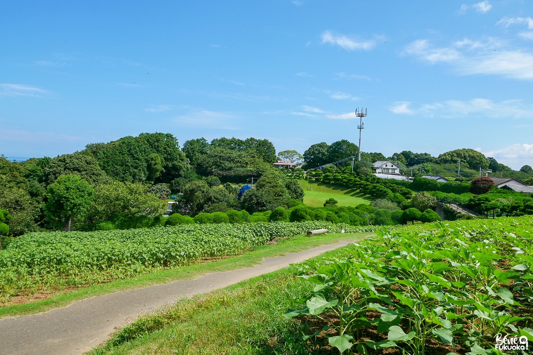 Champ de tournesols au parc de l'île Nokonoshima, Fukuoka