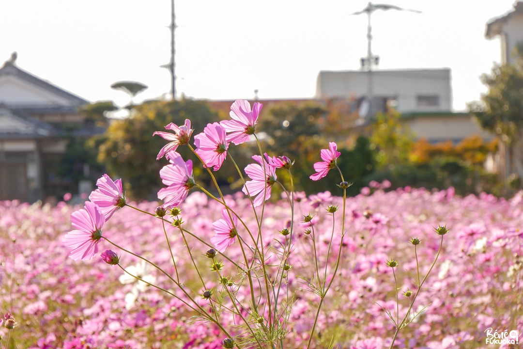 Cosmos au temple Kanzeon-ji, Dazaifu, Fukuoka