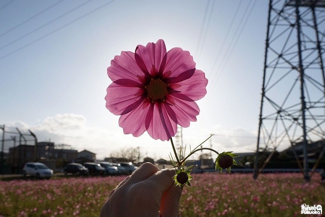 Champ de cosmos de Susenji, Fukuoka