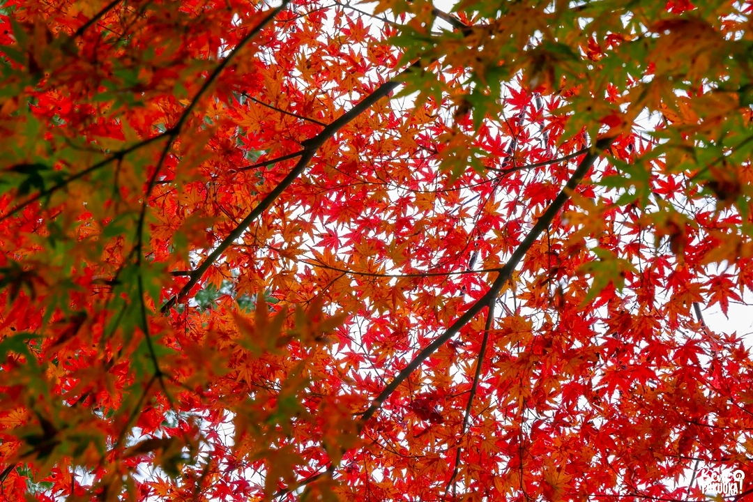 Momiji au temple Nomiyama Kannon à Sasaguri, Fukuoka
