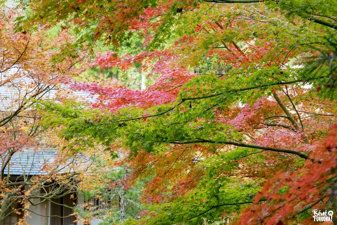 Momiji au temple Nomiyama Kannon à Sasaguri, Fukuoka