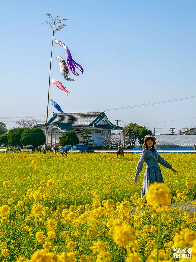 Champ de nanohana au parc Mushirouchi, Koga, Fukuoka