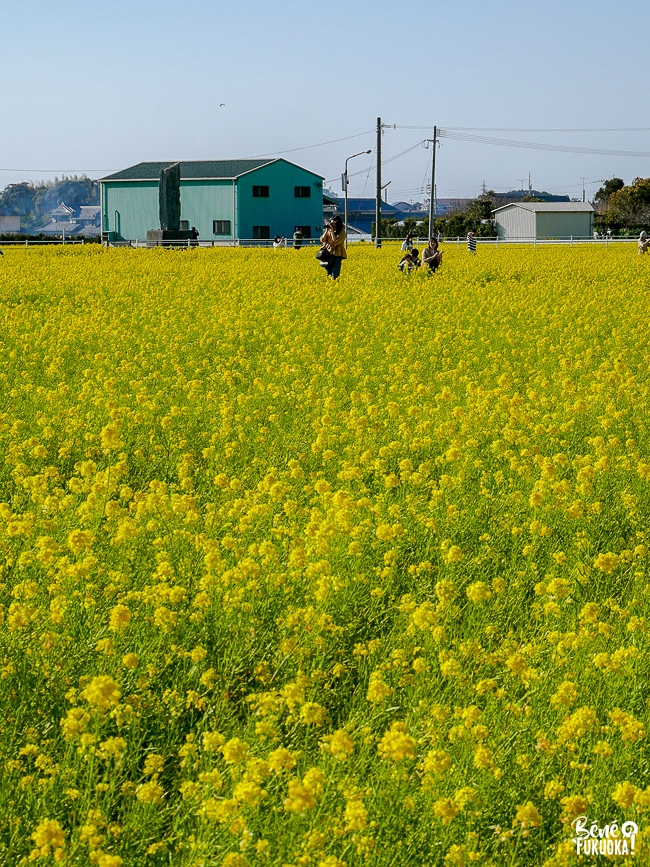 Champ de nanohana au parc Mushirouchi, Koga, Fukuoka